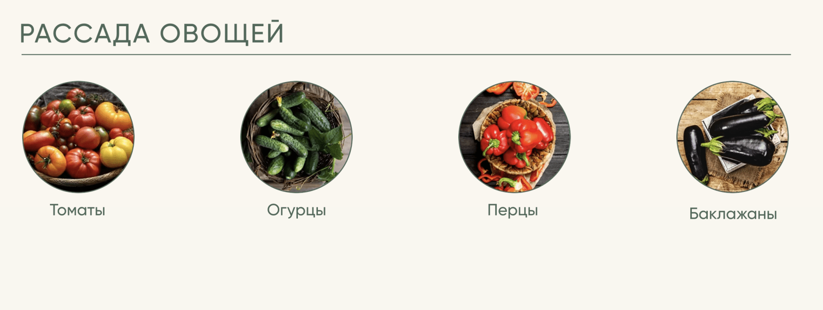 [Анна Акинина] Рассада без досады. Овощная рассада (2022)